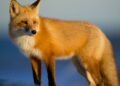 a fox