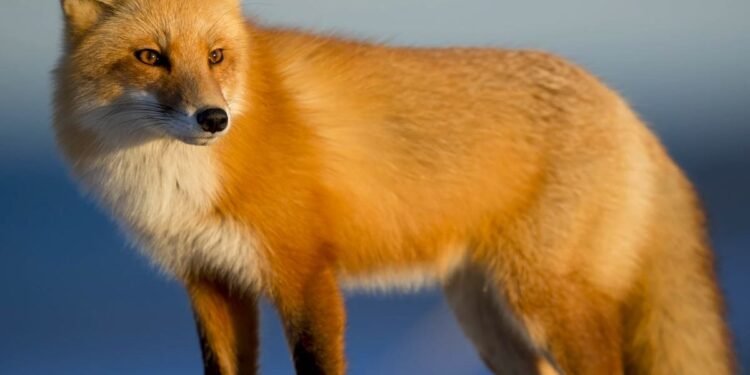 a fox