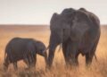 elephants in a corn field