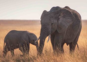 elephants in a corn field