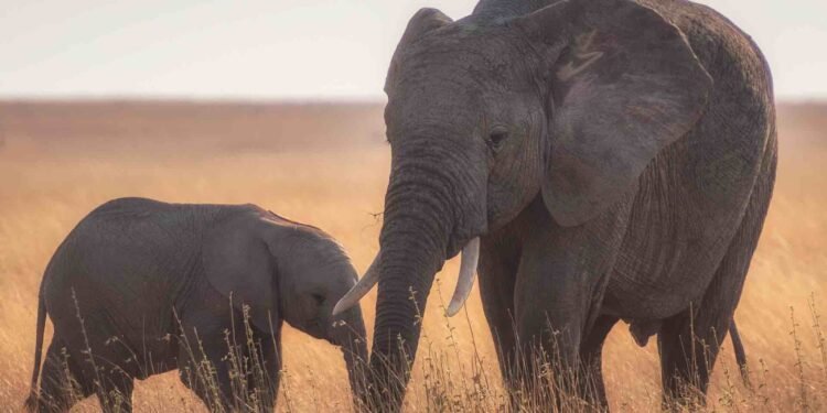 elephants in a corn field