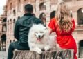a white dog